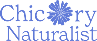 Chicory Naturalist