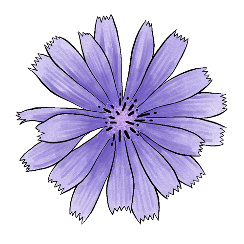 Purple chicory flower logo illustration