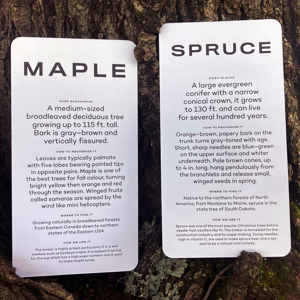 Tree Vision Know Your Trees flashcard examples with descriptions of the maple and the spruce.