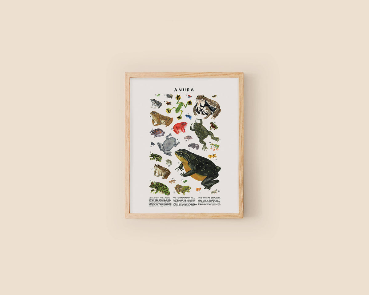 Anura: Frogs, Toads: 8 x 10 inches – Chicory Naturalist