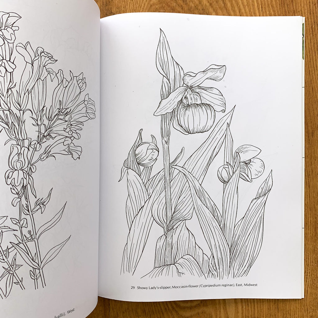 Interior coloring book spread featuring illustration of "Showy Lady's Slipper"