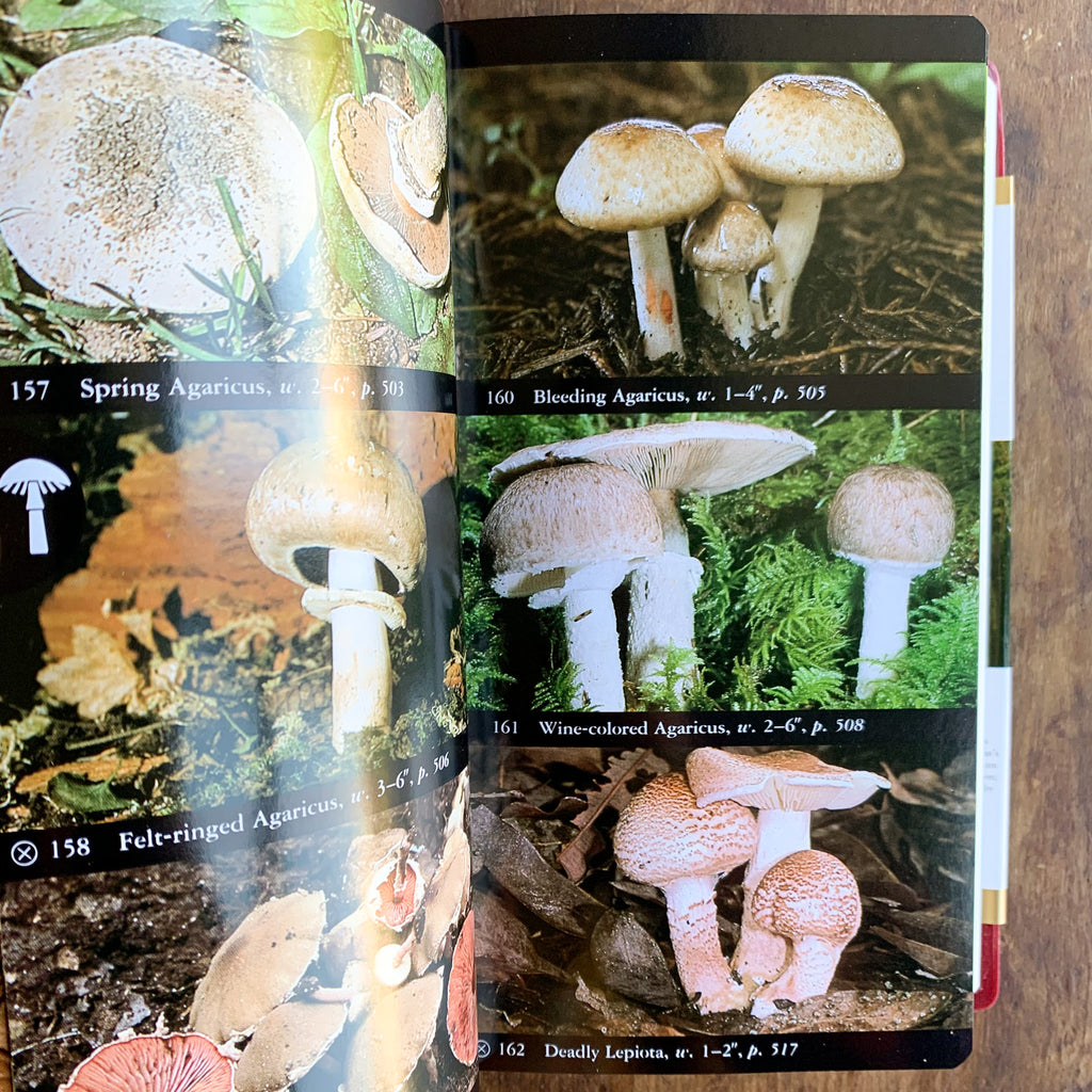 Inside page of a mushroom index featuring six photographs of mushrooms along with their common names, sizes, and where to find them in the book.