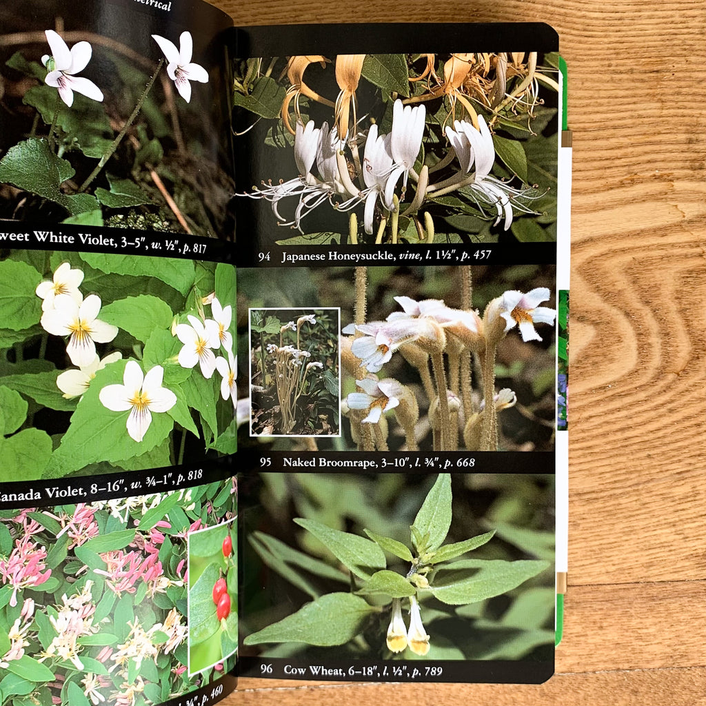 Field guide pages with high-contrast color photos of flowers