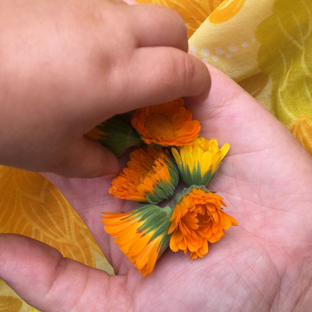 A white adult's hand holding yellow and orange calendula flowers and a white child's hand taking a flower