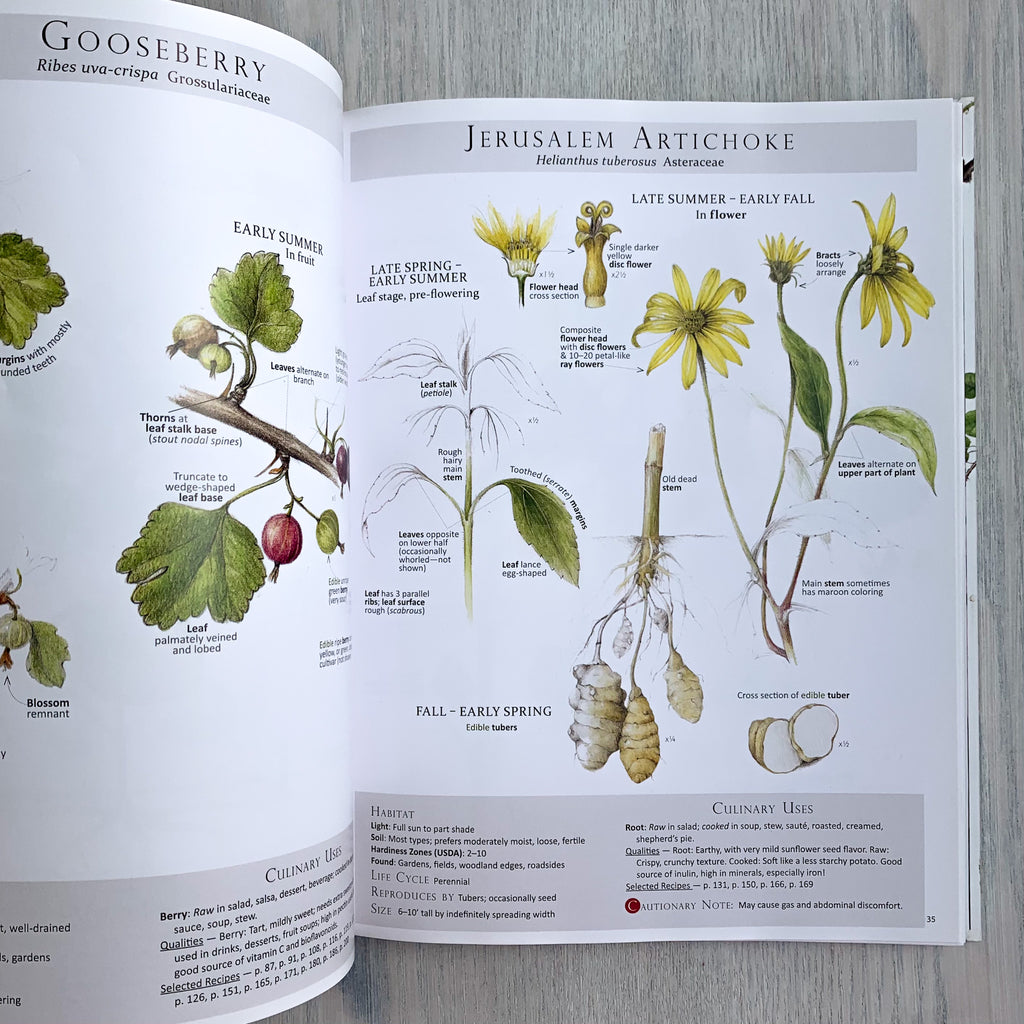 Interior book pages detailing "Jerusalem Artichoke" anatomy with detailed botanical drawings and sections for "Habitat" and "Culinary Uses"