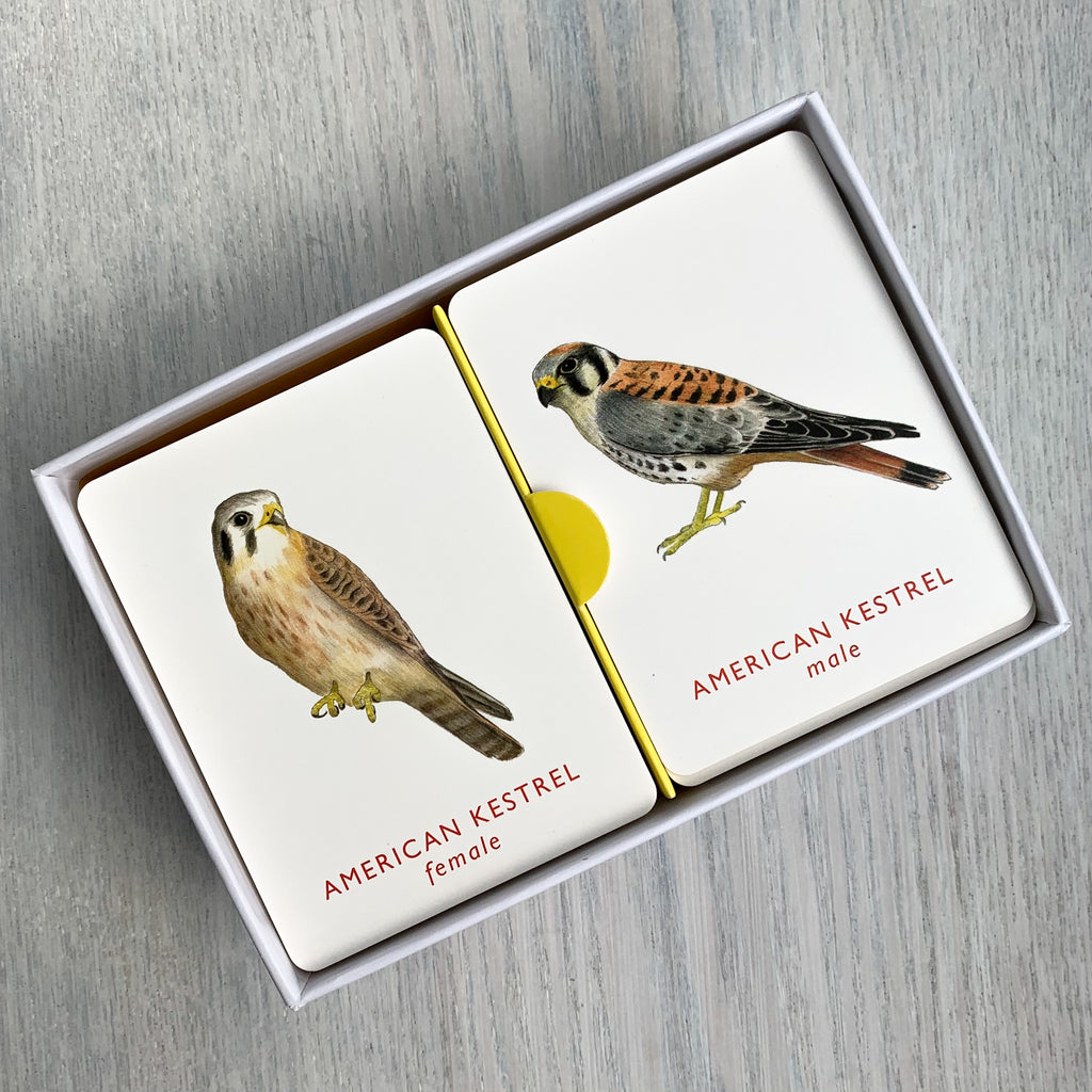 Inside of Match A Pair of Birds game box with game cards featuring a male and female American Kestrel.