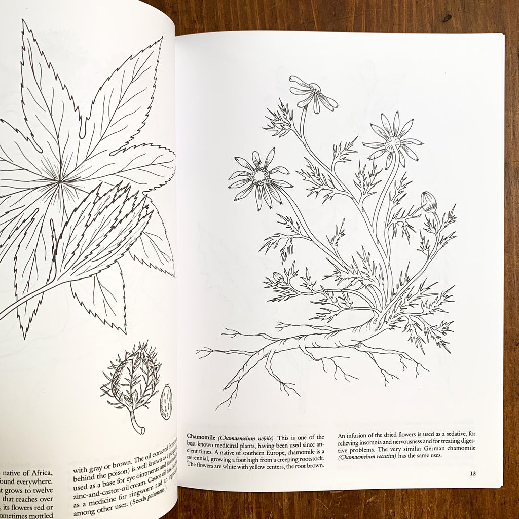 Inside page of Medicinal Plants coloring book featuring black and white line drawing of chamomile.