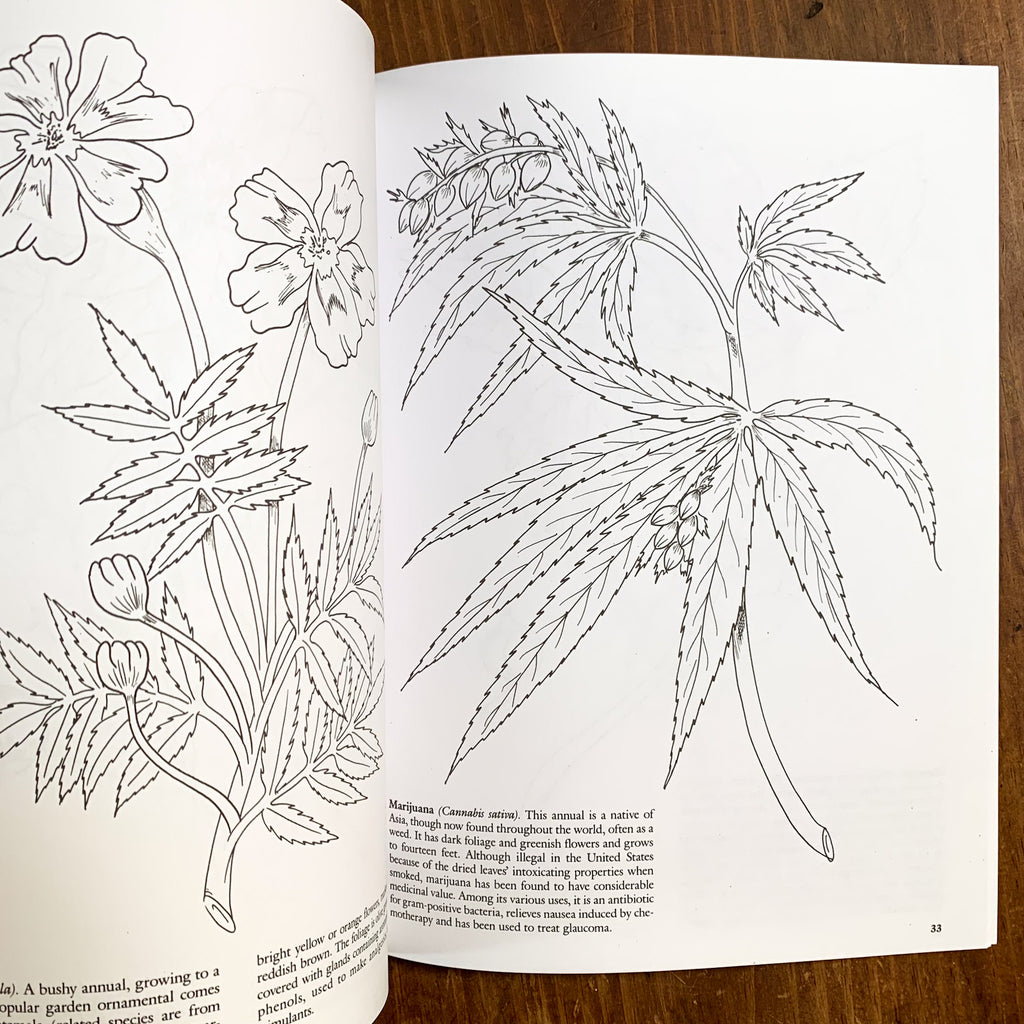 Inside page of Medicinal Plants coloring book featuring black and white line drawing of marijuana.