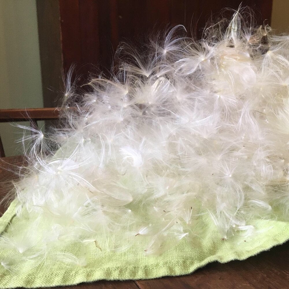 Pile of fluffy white milkweed floss on a wooden table