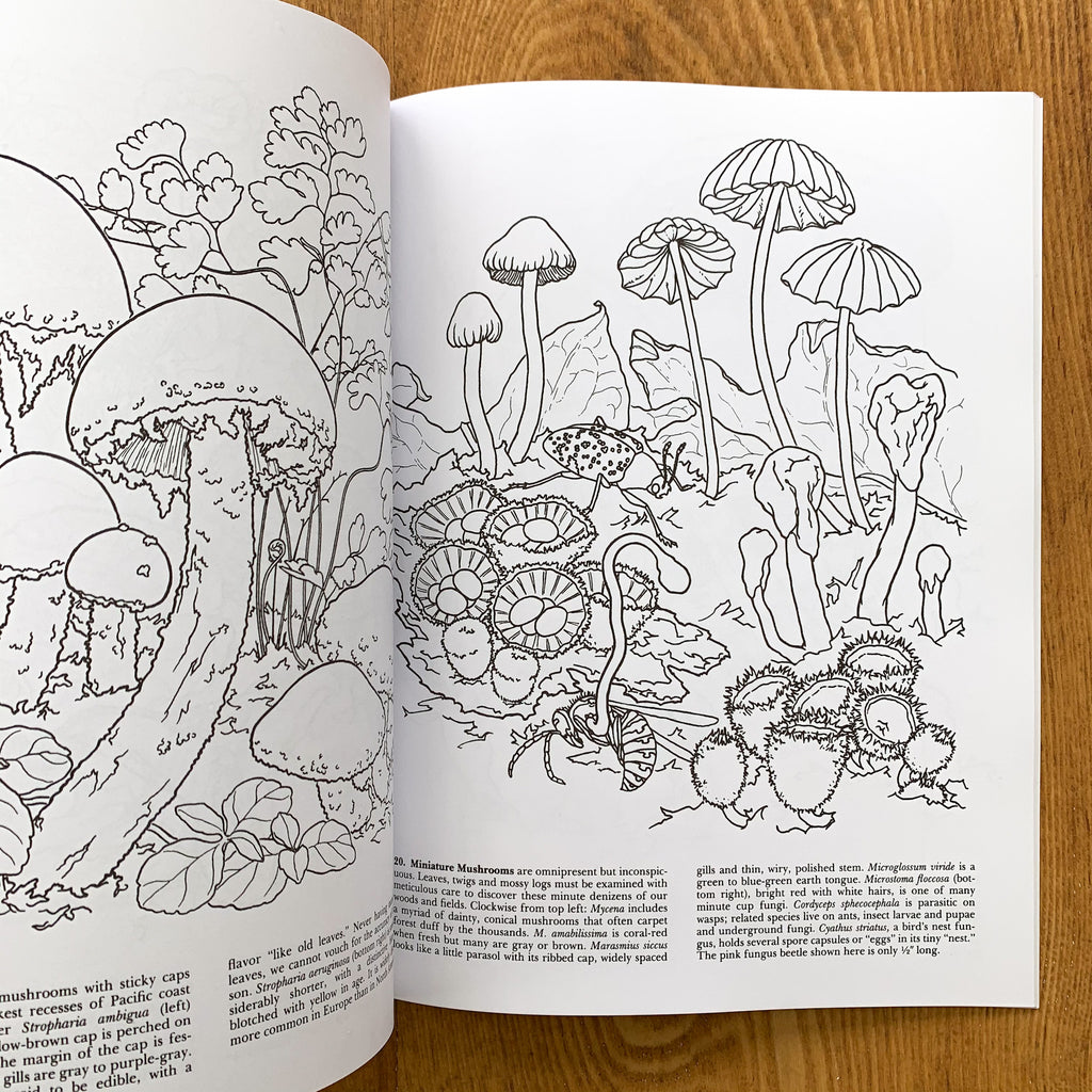 Inside page of Mushrooms of the World with black and white line drawings of various miniature mushrooms.