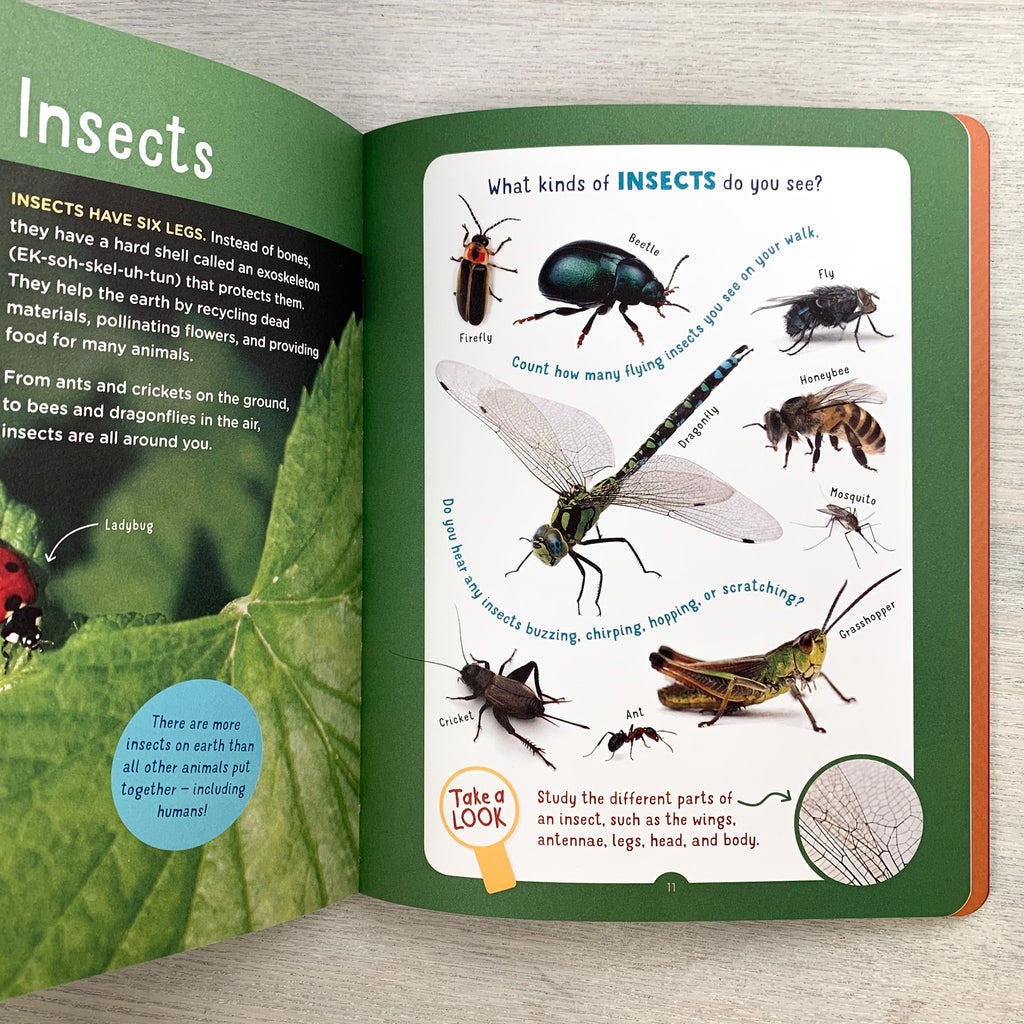 Inside page of On The Nature Trail with a focus on insects, featuring a large photograph of a ladybug on leaf, as well as photos of a firefly, beetle, fly, honeybee, dragonfly, mosquito, cricket, ant, and a grasshopper.
