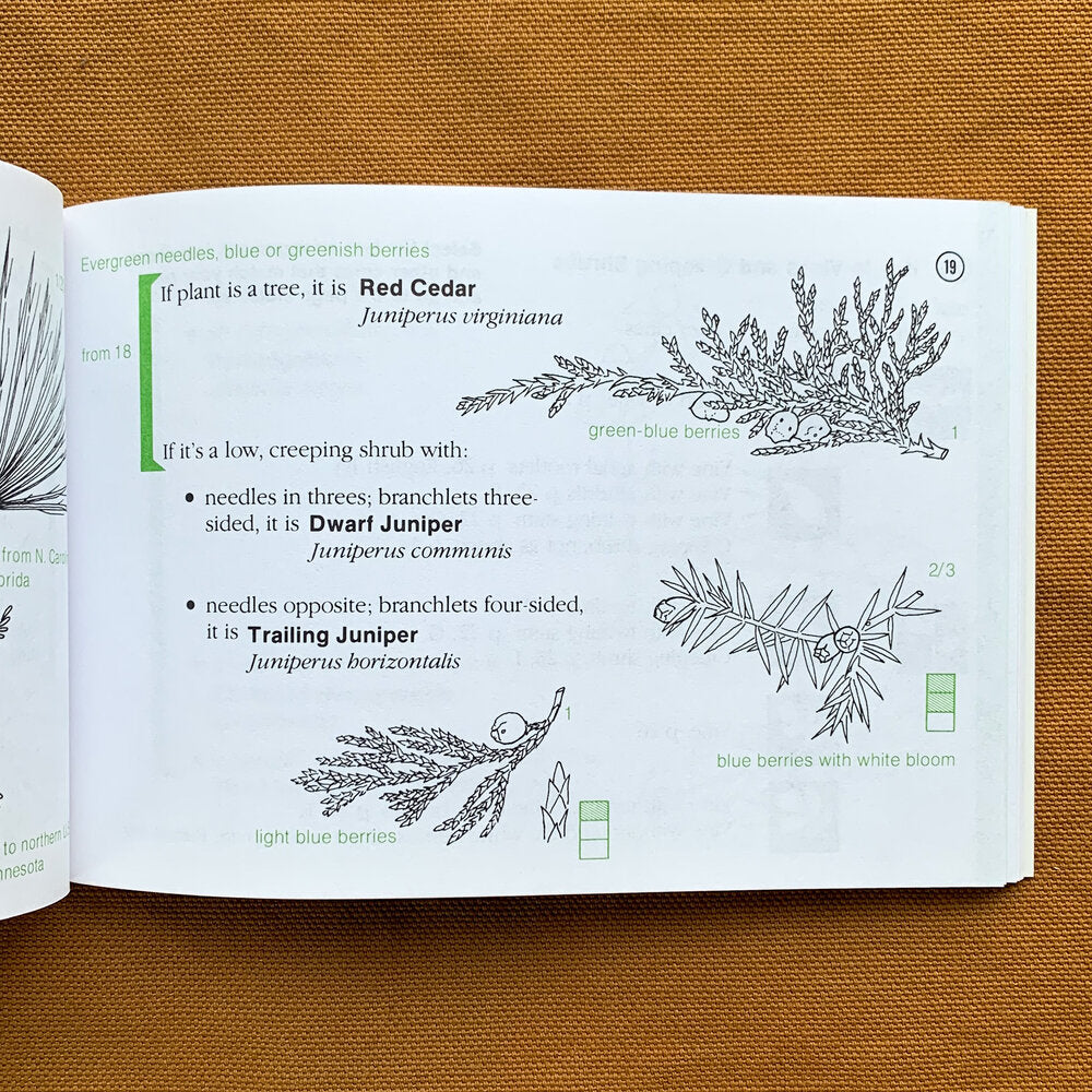 Interior pages of berry field guide showing juniper ID characteristics