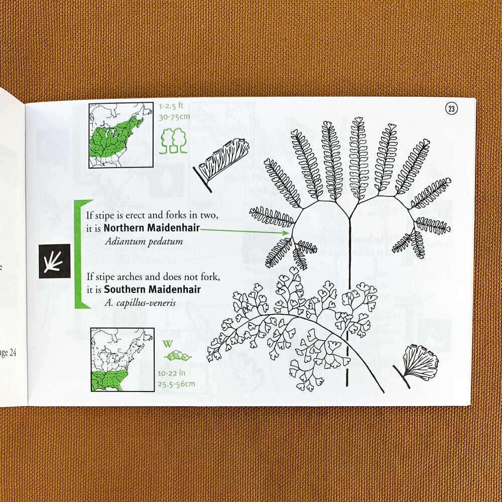 Interior page of guidebook with diagrams and ID characteristics of Northern Maidenhair fern