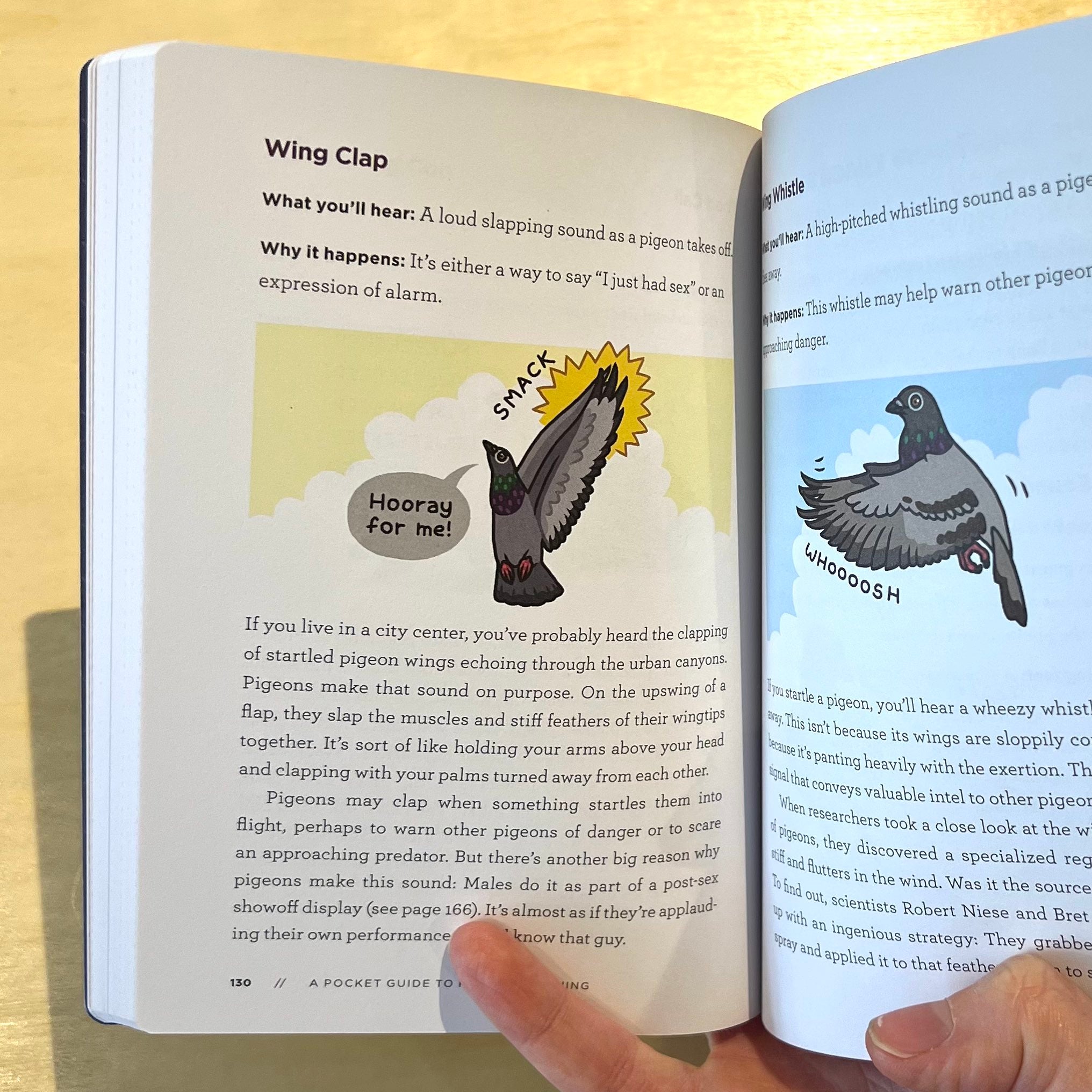 to　Watching　Chicory　A　–　Pocket　Guide　Pigeon　Naturalist