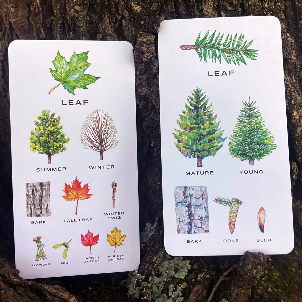 Tree Vision Know Your Trees flashcard examples with illustrations of different parts of the maple and the spruce.