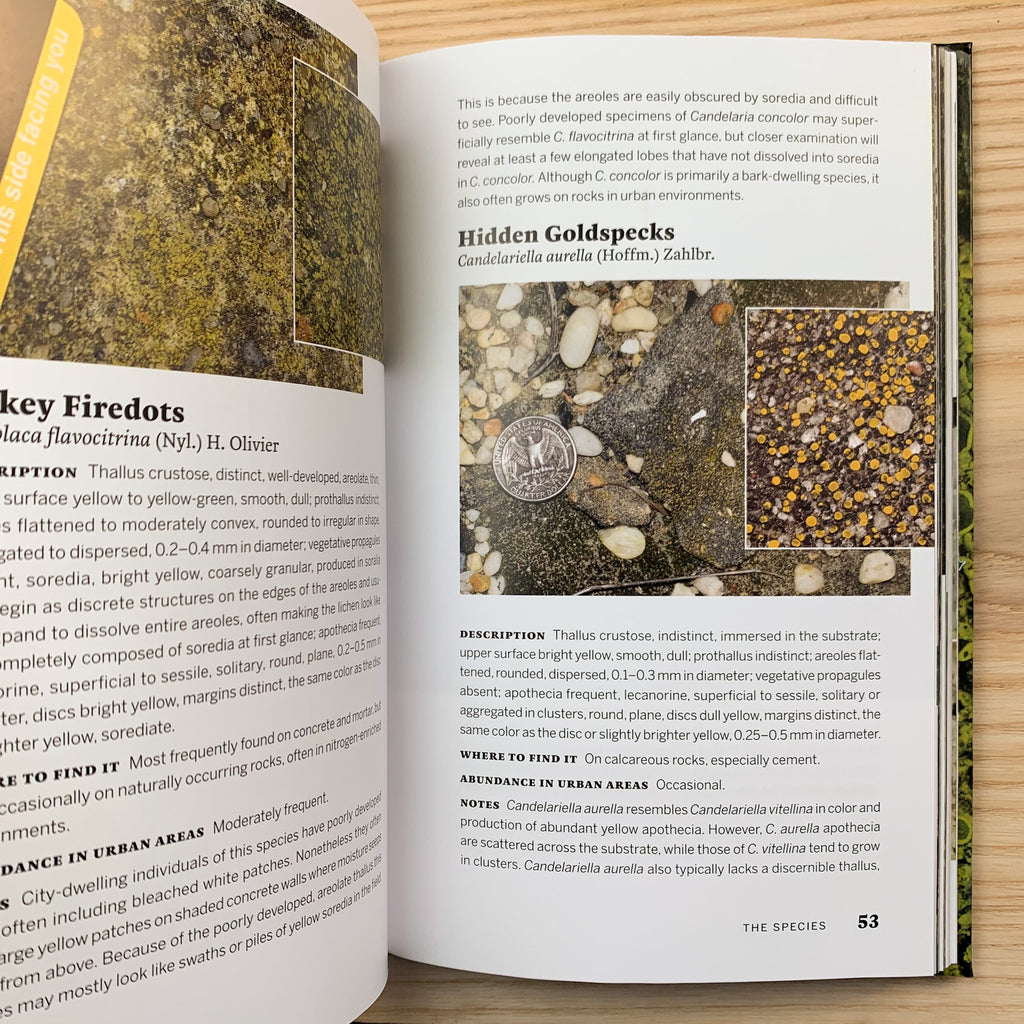 Inside page of Urban Lichens displaying information and photographs of Hidden Goldspecks (Candelariella aurella).