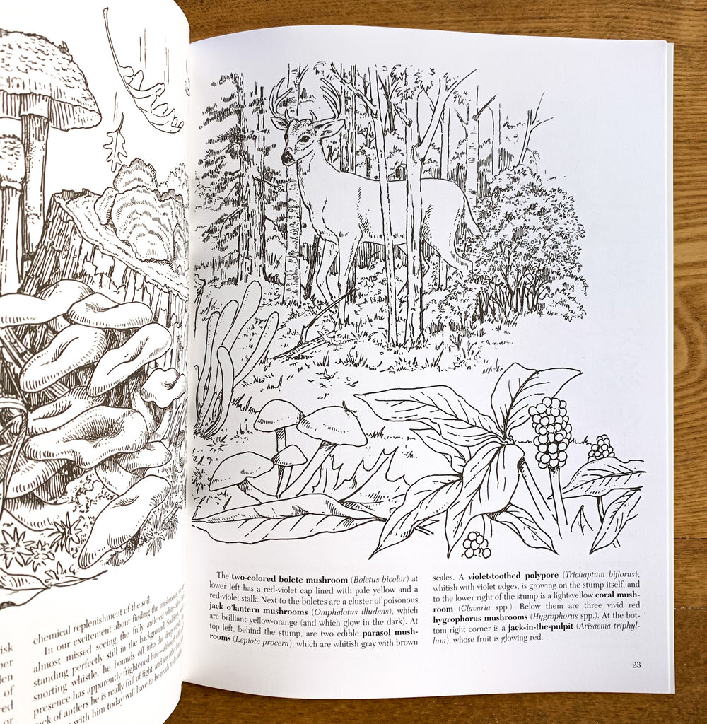 Coloring book pages, woodland scene with deer and trees in the background, mushrooms and jack-in-the-pulpit in the foreground